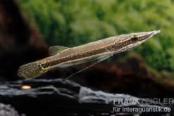 Diamant-Hechtkopf, Luciocephalus aura