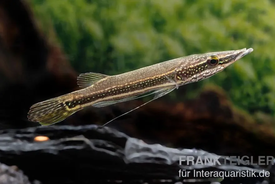 Diamant-Hechtkopf, Luciocephalus aura