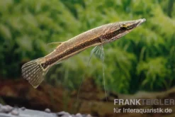 Diamant-Hechtkopf, Luciocephalus aura