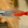 Diamant-Neonsalmler, Paracheirodon innesi