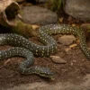 Diamantpython, Morelia spilota spilota