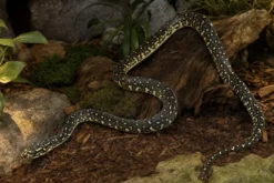 Diamantpython, Morelia spilota spilota