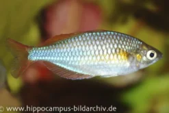 Diamantregenbogenfisch, Melanotaenia praecox