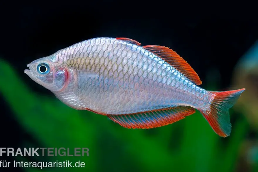 Diamantregenbogenfisch, Melanotaenia praecox