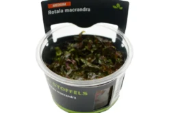Dichtblättrige Rotala, Rotala macrandra, In Vitro