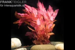 Dichtblättrige Rotala, Rotala macrandra, In Vitro