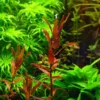 Dichtblättrige Rotala, Rotala macrandra "Narrow Red", im Topf