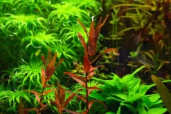 Dichtblättrige Rotala, Rotala macrandra "Narrow Red", im Topf