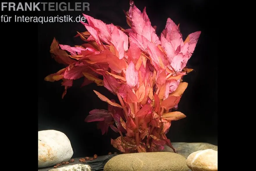 Dichtblättrige Rotala, Rotala macrandra "Narrow Red", im Topf