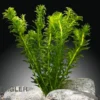 Dichtblättrige Wasserpest, Egeria densa, Bund