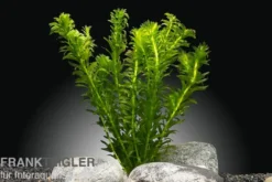 Dichtblättrige Wasserpest, Egeria densa, Bund