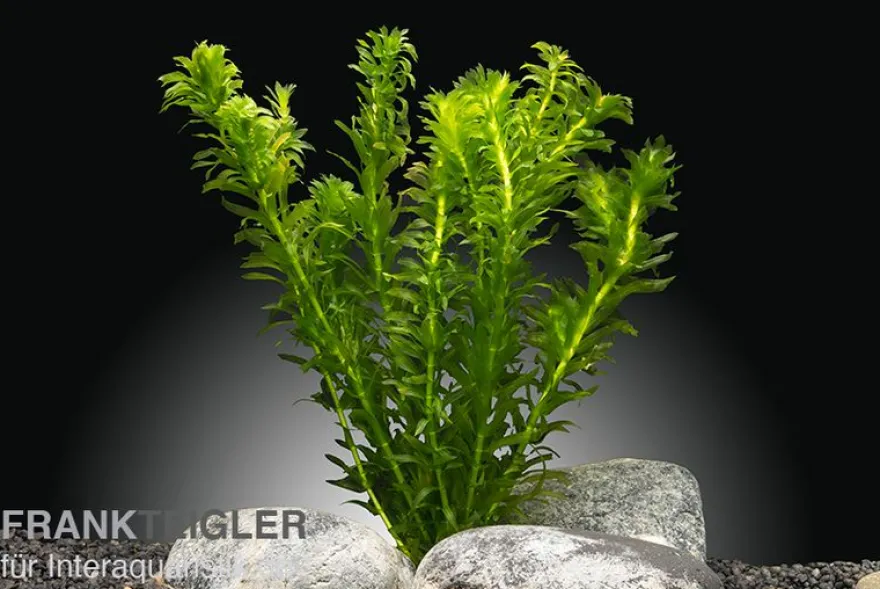 Dichtblättrige Wasserpest, Egeria densa, Bund