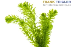Dichtblättrige Wasserpest, Egeria densa, Bund