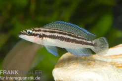 Dickfelds Schlankcichlide, Julidochromis dickfeldi