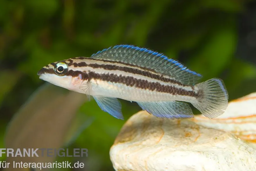 Dickfelds Schlankcichlide, Julidochromis dickfeldi