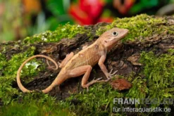 Dickkopfanolis, Anolis cybotes, Ohne Geschlechtsauswahl