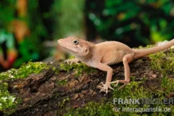 Dickkopfanolis, Anolis cybotes, Ohne Geschlechtsauswahl