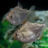 Dickkopf-Scheibensalmler, Metynnis hypsauchen, 3-4 cm