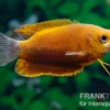 Dicklippiger Fadenfisch orange, Colisa labiosa “Orange“