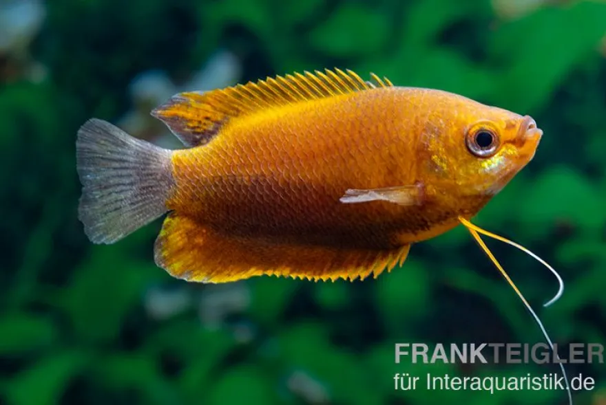 Dicklippiger Fadenfisch orange, Colisa labiosa “Orange“
