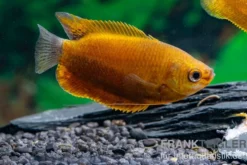 Dicklippiger Fadenfisch orange, Colisa labiosa “Orange“