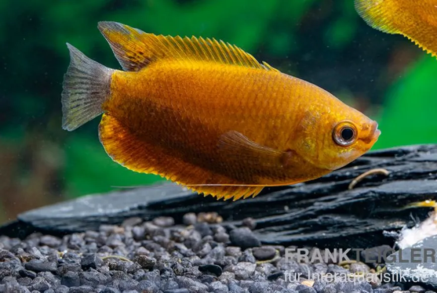 Dicklippiger Fadenfisch orange, Colisa labiosa “Orange“