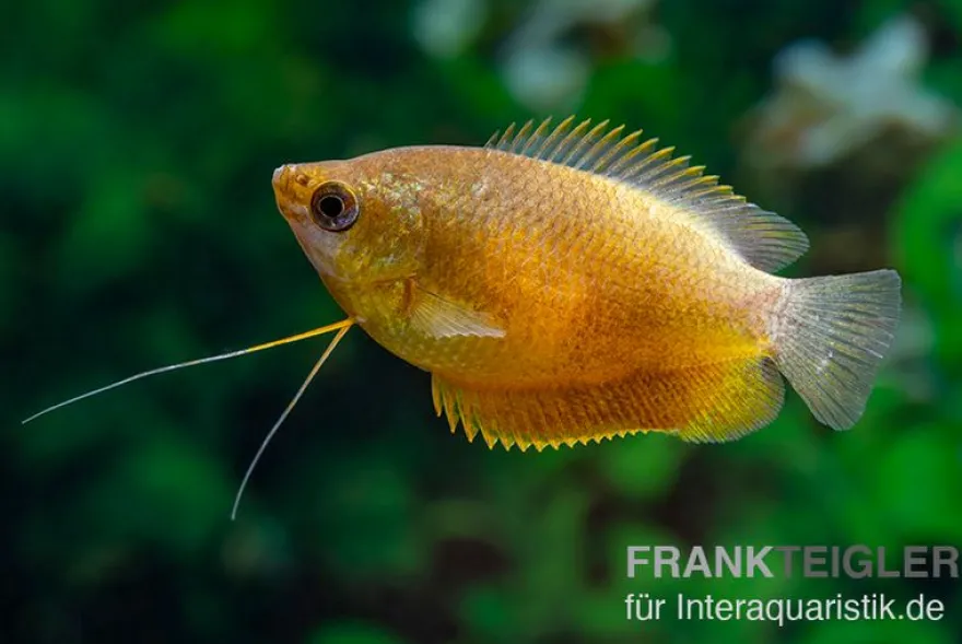 Dicklippiger Fadenfisch orange, Colisa labiosa “Orange“