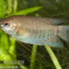 Dicklippiger Fadenfisch, Trichogaster labiosa
