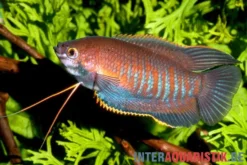 Dicklippiger Fadenfisch, Trichogaster labiosa