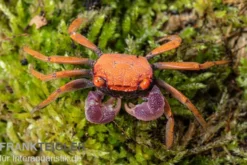 Disco-Vampirkrabbe, Geosesarma tiomanicum, Zufällig ausgewählt