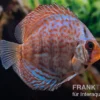 Diskusfisch ASIA-NZ, Symphysodon discus Blue dragon, 2 Zoll, 5-6 cm