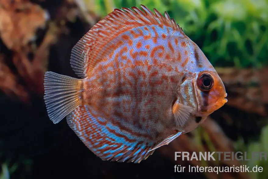 Diskusfisch ASIA-NZ, Symphysodon discus Blue dragon, 2 Zoll, 5-6 cm