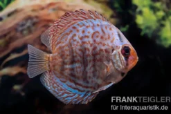 Diskusfisch ASIA-NZ, Symphysodon discus Blue dragon, 2 Zoll, 5-6 cm