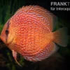 Diskusfisch ASIA-NZ, Symphysodon discus Leopard snakeskin (Red spotted snake), 2 Zoll, 5-6 cm