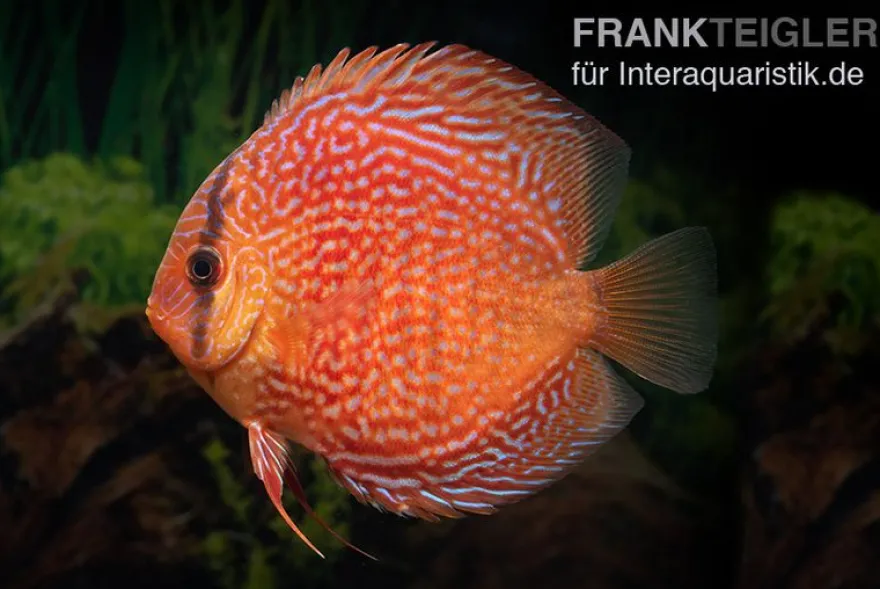 Diskusfisch ASIA-NZ, Symphysodon discus Leopard snakeskin (Red spotted snake), 2 Zoll, 5-6 cm
