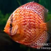 Diskusfisch ASIA-NZ, Symphysodon discus Red dragon, 2 Zoll, 5-6 cm
