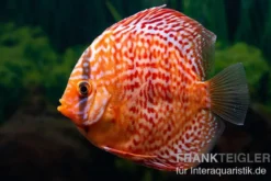 Diskusfisch ASIA-NZ, Symphysodon discus Red dragon, 2 Zoll, 5-6 cm