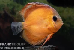 Diskusfisch ASIA-NZ, Symphysodon discus Rose red, 2 Zoll, 5-6 cm