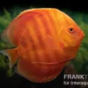 Diskusfisch ASIA-NZ, Symphysodon discus Solid red (San merah), 2 Zoll, 5-6 cm