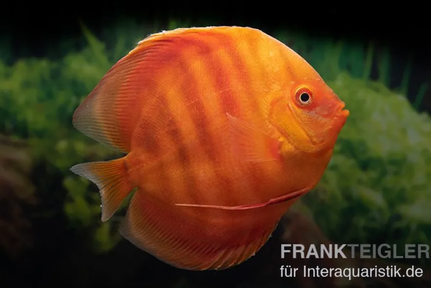 Diskusfisch ASIA-NZ, Symphysodon discus Solid red (San merah), 2 Zoll, 5-6 cm