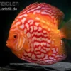 Diskusfisch ASIA-NZ, Symphysodon discus Red Stone (Fire Stone), 2 Zoll, 5-6 cm