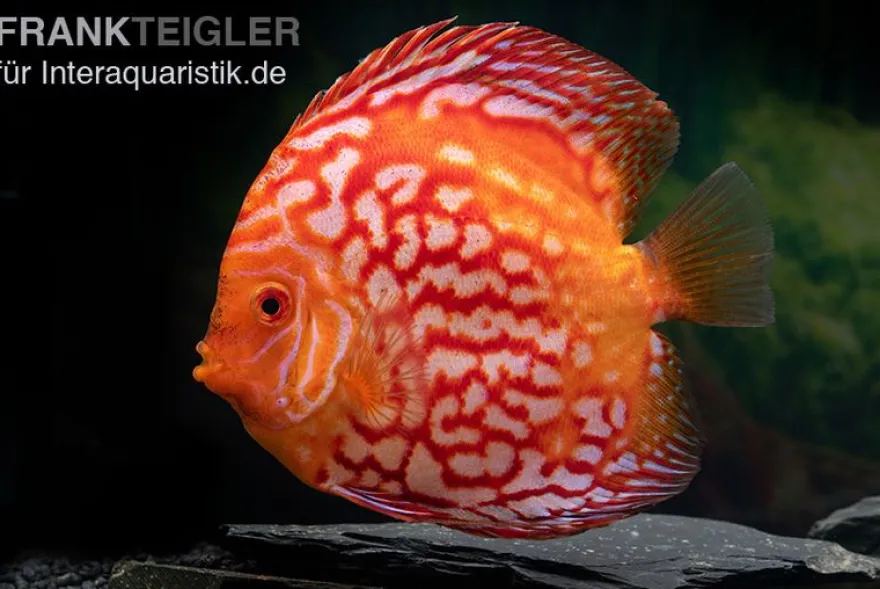 Diskusfisch ASIA-NZ, Symphysodon discus Red Stone (Fire Stone), 2 Zoll, 5-6 cm