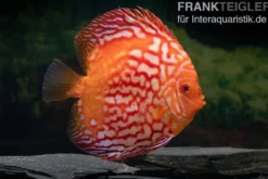 Diskusfisch ASIA-NZ, Symphysodon discus Red Stone (Fire Stone), 2 Zoll, 5-6 cm