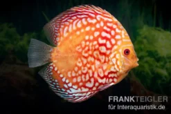 Diskusfisch ASIA-NZ, Symphysodon discus Red Magic, 2 Zoll, 5-6 cm