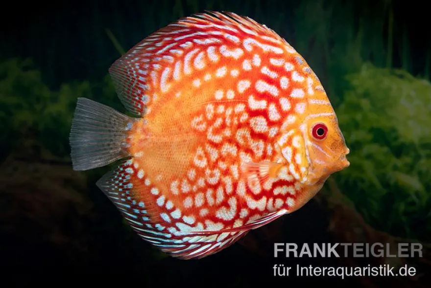 Diskusfisch ASIA-NZ, Symphysodon discus Red Magic, 2 Zoll, 5-6 cm
