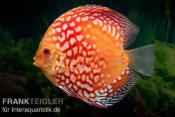 Diskusfisch ASIA-NZ, Symphysodon discus Red Magic, 2 Zoll, 5-6 cm