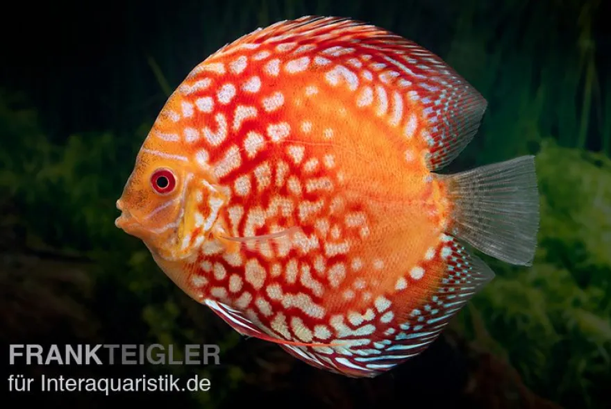 Diskusfisch ASIA-NZ, Symphysodon discus Red Magic, 2 Zoll, 5-6 cm