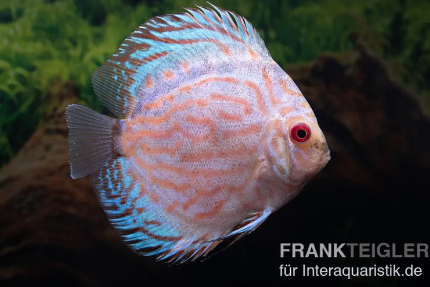 Diskusfisch ASIA-NZ, Symphysodon discus White Scorpion, 5-6 cm