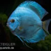 Diskusfisch ASIA-NZ, Symphysodon discus Blue Sapphire, 2 Zoll, 5-6 cm