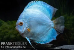 Diskusfisch ASIA-NZ, Symphysodon discus Blue Sapphire, 2 Zoll, 5-6 cm